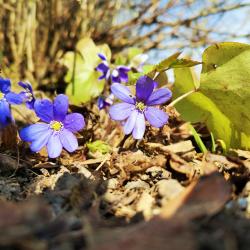 fenoloogilised loodusvaatlused