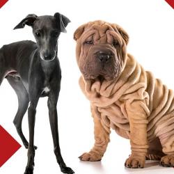 Koerte tõud on erinevad