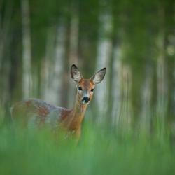 Metskits, foto: Tairi Tappo