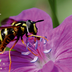 tolmeldajaga lilleõis