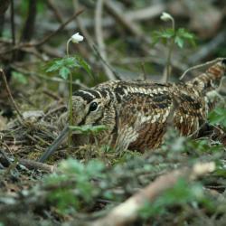 Maapinnal taimede vahel on peidus pruunikirju sulestiku, pika noka ja suurte silmadega lind metskurvits.
