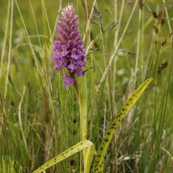 õitsev balti-sõrmkäpp