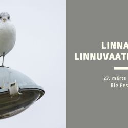 Vasakul on foto kalakajakast, kes istub tänavavalgustusposti otsas, paremal on tekst hallil taustal.