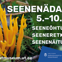 Seenenädal Foto: Külli Kalamees-Pani.