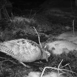 Metskurvits ehk nepp