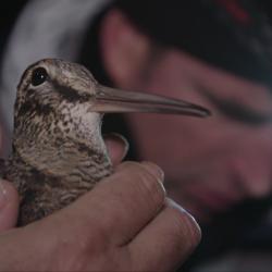 Esiplaanil on meesterahva käed, mis hoiavad suurte mustade silmade ja pika nokaga pruunikirju metskurvitsat. Tagaplaanil on pealambiga meesterahva nägu.