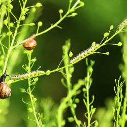 teod ja röövikud taimevartel