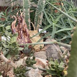 Keraamikanäitus botaanikaaias. Foto autor Silvia Luik