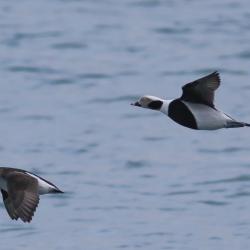 Mere taustal lendavad paremalt vasakule emane ja isane aul.