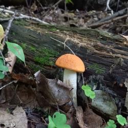 Väike oranži kübaraga puravik kõduneva lehtpuu taustal, paar jänesekapsast roheliseks laiguks tumedal taustal