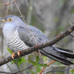 Fotol on oksal istuv kägu, kes hoiab küüniste vahel röövikut.