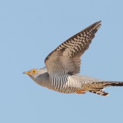 Sinise teave taustal lendab paremalt vasakule halli värvi kägu, kel on silmad ja jalad kollased