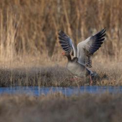 Veekogu ääres on näha pruun taimestik ja tiibu lehvitav hallhani