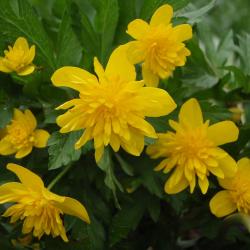 kollaste õitega ülased