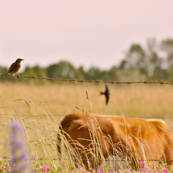 Suvisel karjamaal sööb üks pruun veis. Esiplaanil karjaaed, millel istub lind. Teine lind lendab kaugemal. 