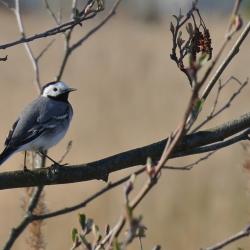 Puuoksal istub linavästrik.