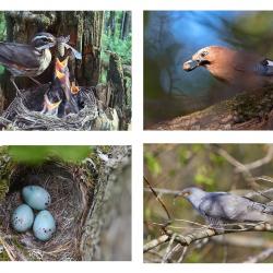 metsalindude viktoriin