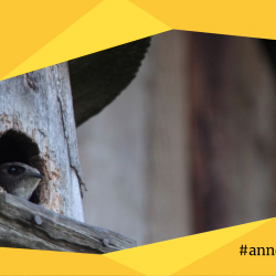 Fotol on pesakastist välja vaatav piiritaja. Fotol on kollane raam, mille paremas allservas on annetamistalgute logo.