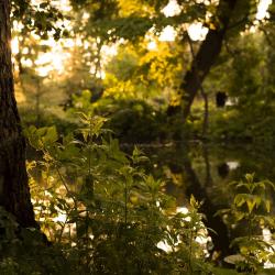 varjuline tiigiäärne