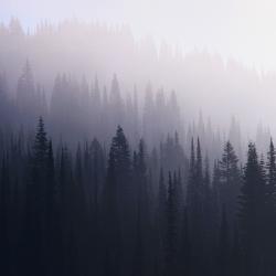 Dark-Forest-Wallpaper-On-Wallpaper-Hd-6