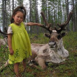 the white raindeer