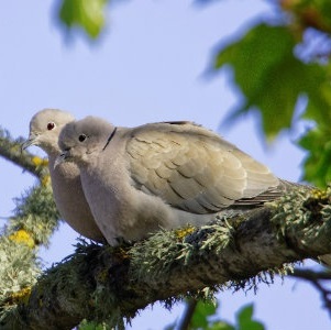 11.02.17_huvipaev_turteltuvid_ Arne_Ader