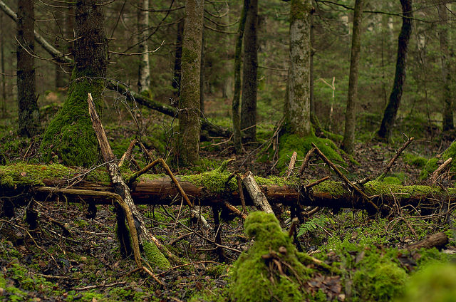 31295266163_74485fec4b_z