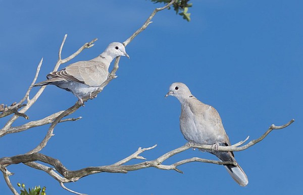 kaelus_turteltuvi_Paul_Chesterfield_RSPB_web