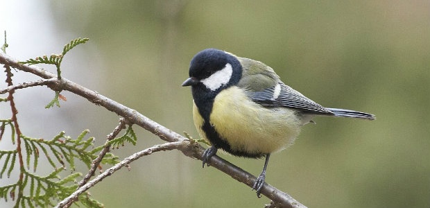 linnviktoriin_20070502_raadi_1699