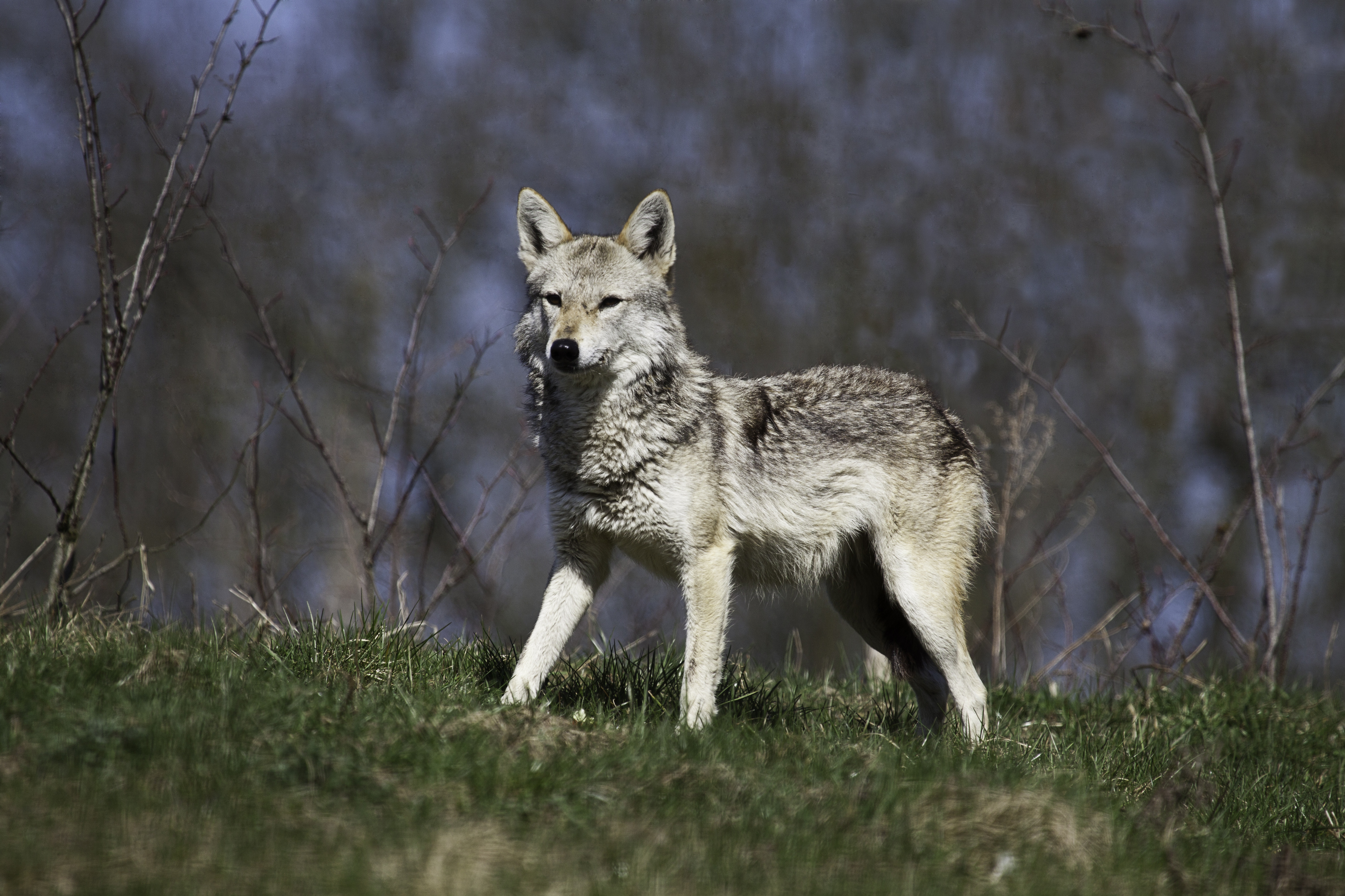 05.04.17_ saakal_Dominik Bartsch