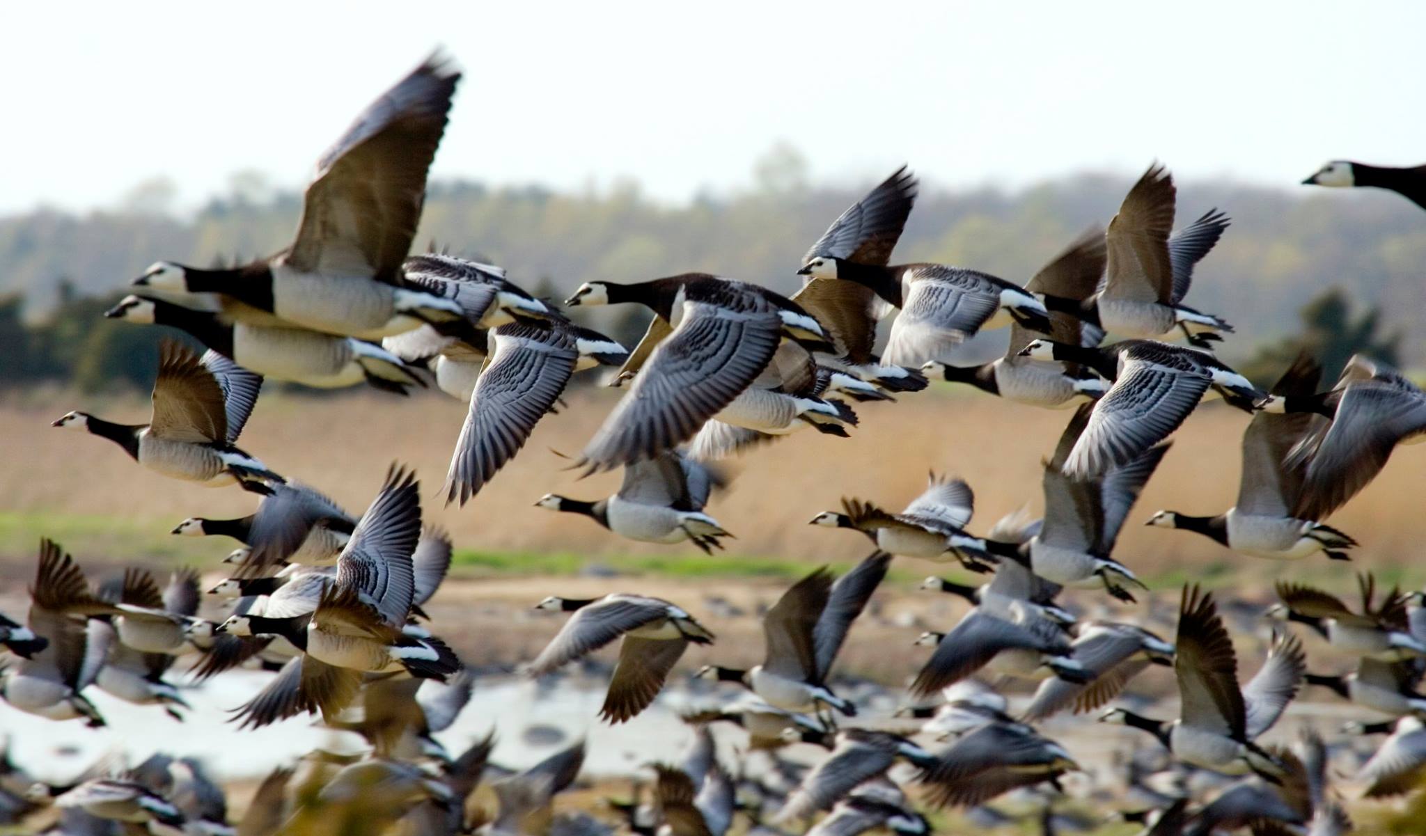 17492783_1177097469079601_2179979875495639142_o