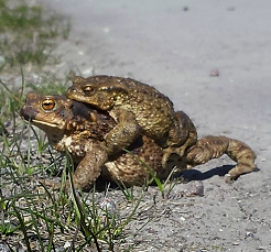 konnad_suurem_5_Vaike