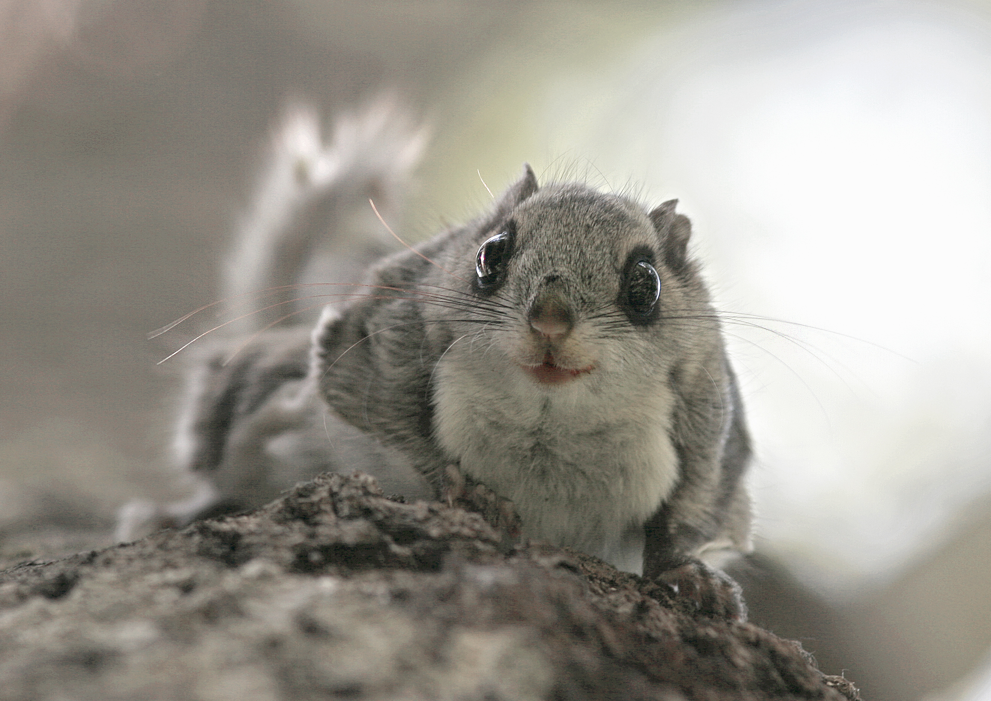 03.05.2017-lendorav-foto-rainar-kurbel-jpg