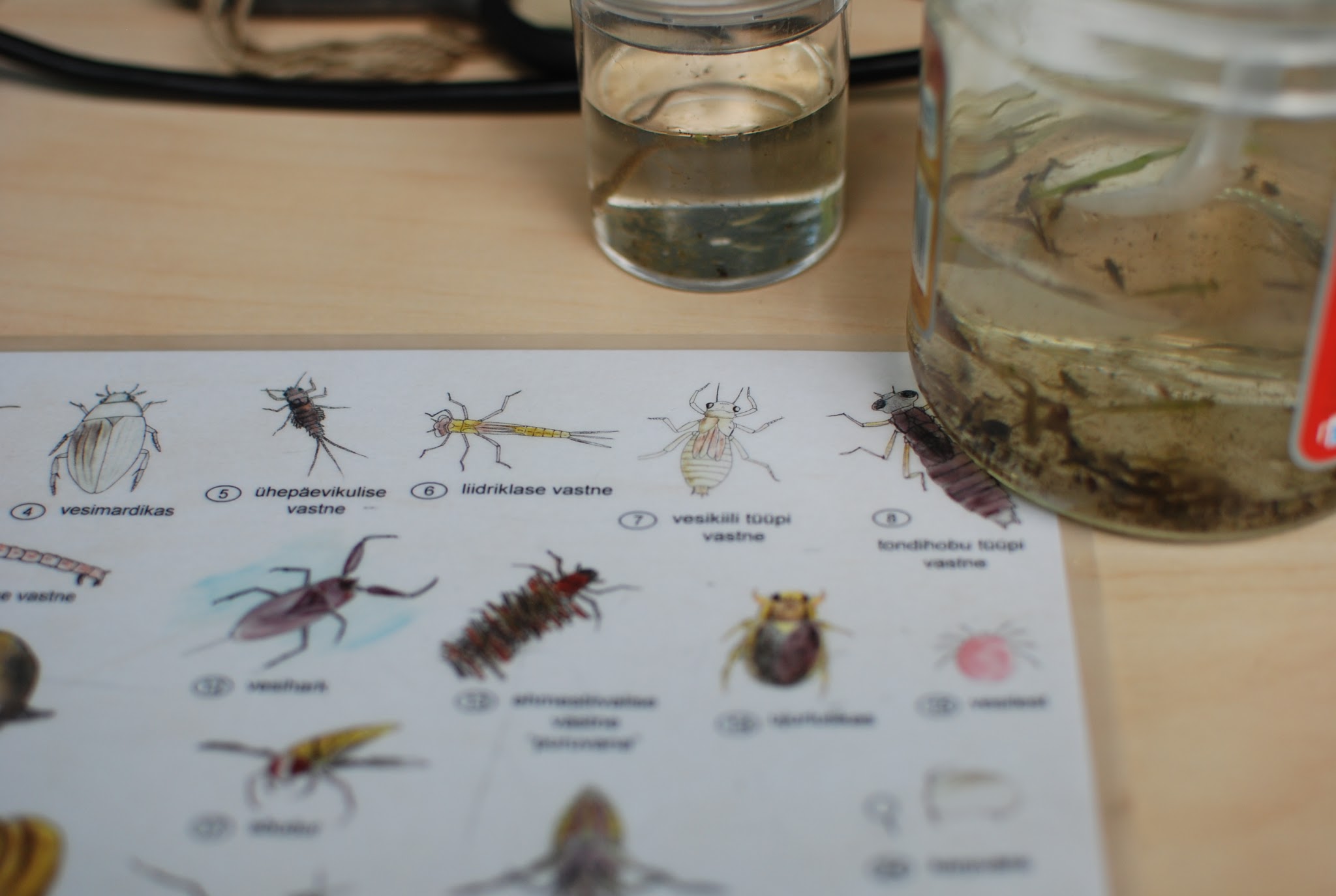 Mikromaailm_vee-elustik