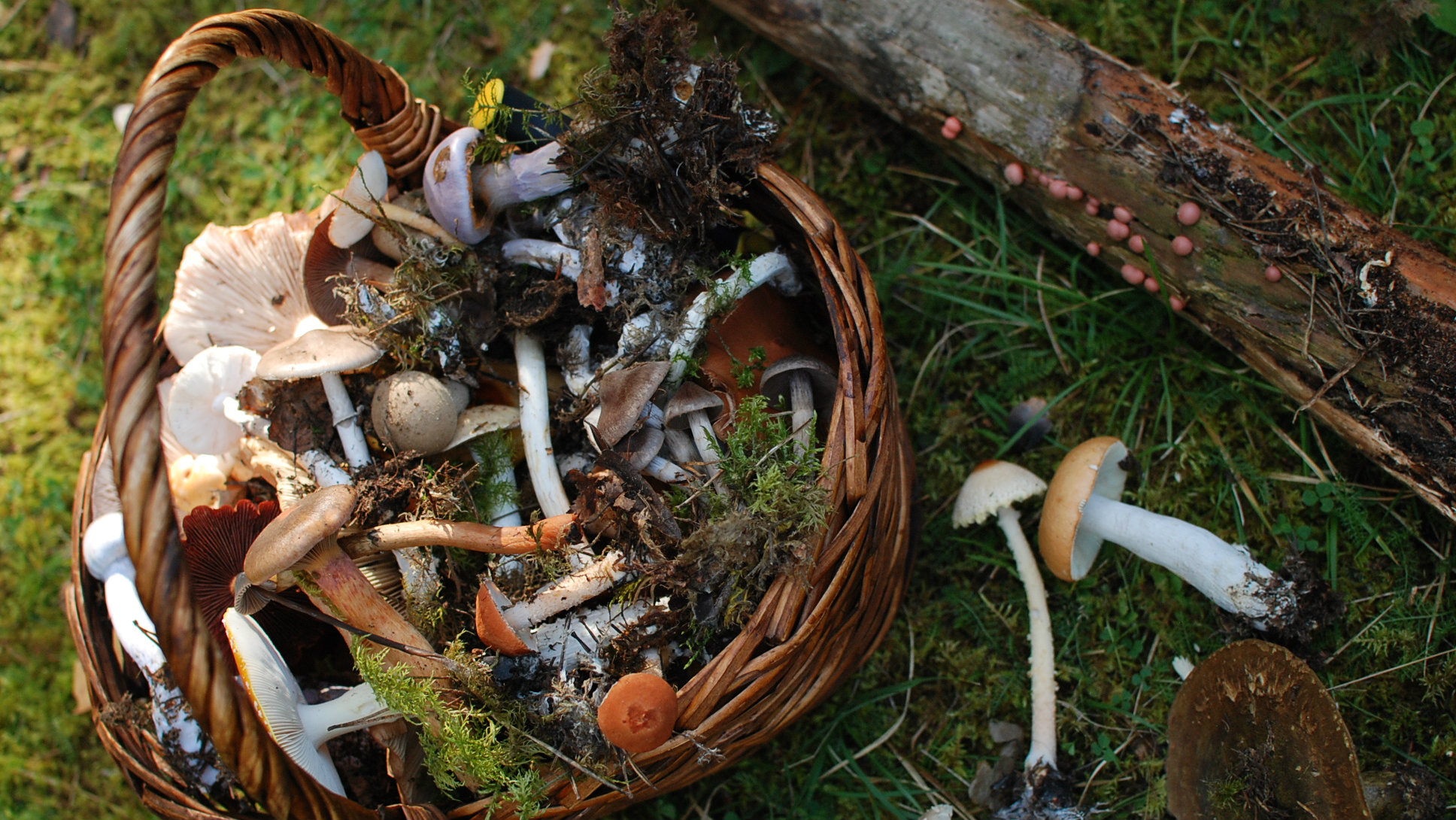 Karin_P (16_9) seeneretk