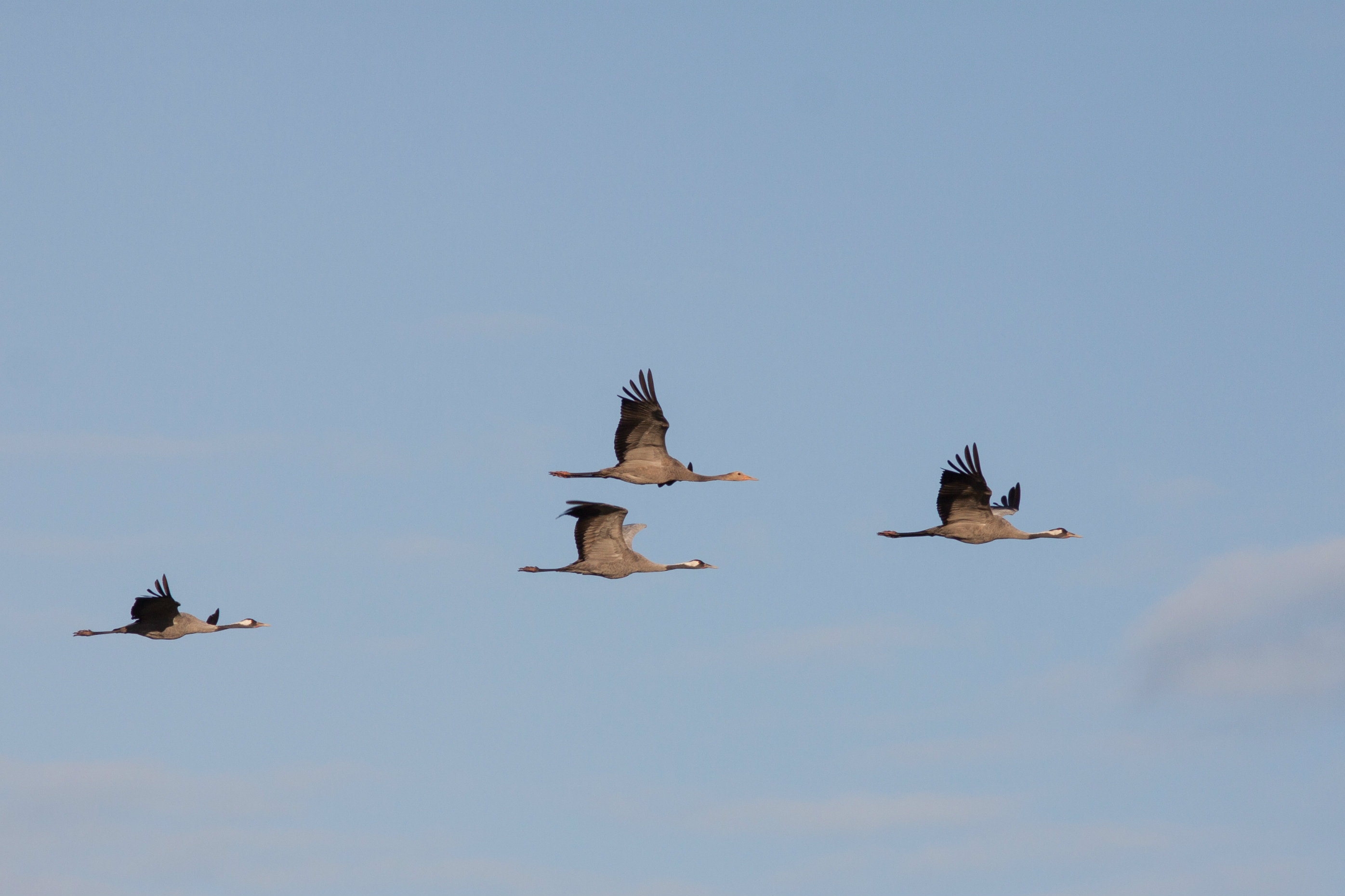 Sookured Veljo Runnel