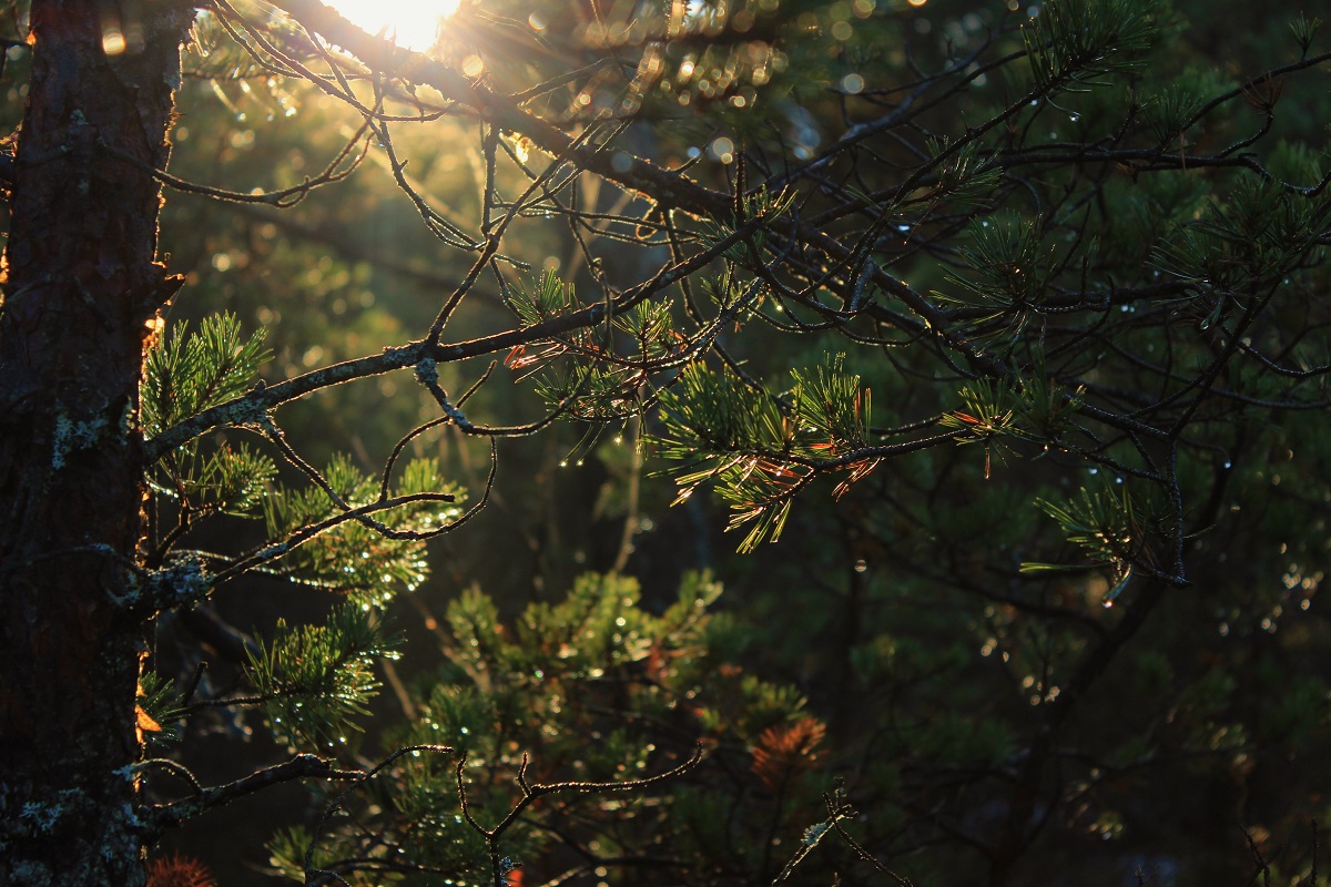 15705257580_ecc86c42c4_o