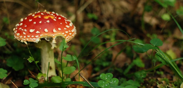 Sügise värvid Foto: K. Pai 620x300