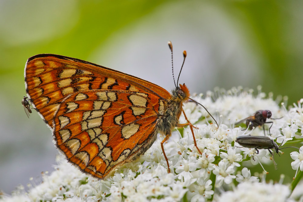 Urmas Tartes 1000x660