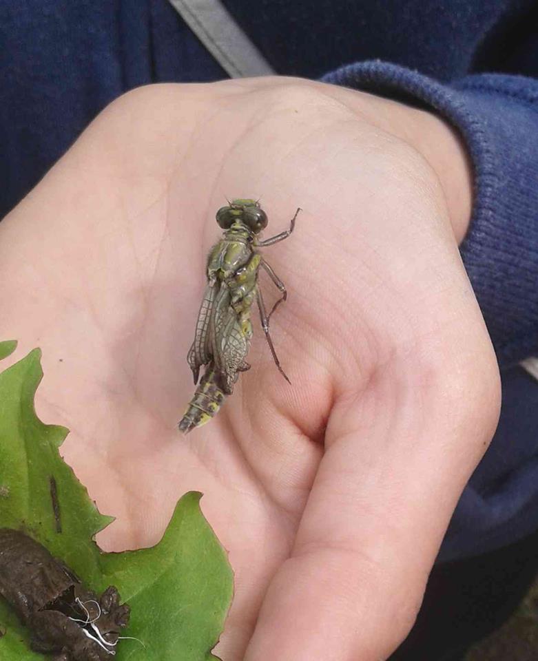 22894327_179016872652078_5070405787931498944_n