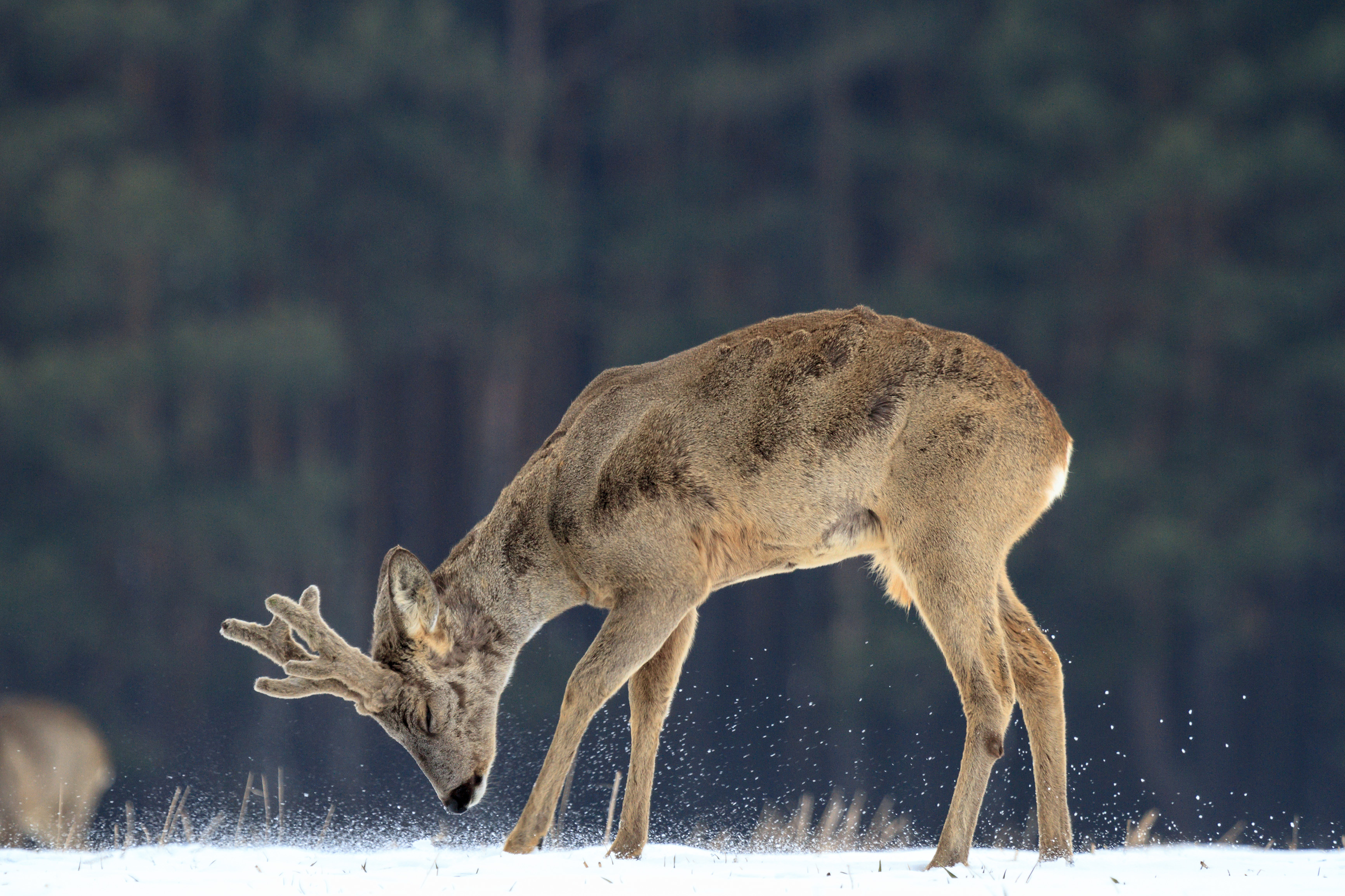 shutterstock_136233947