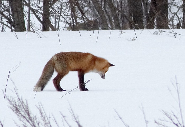 Rebane. Foto Veljo Runnel.