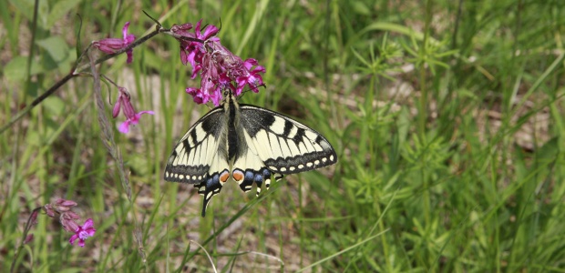 _MG_1851 pasusaba 15 kk