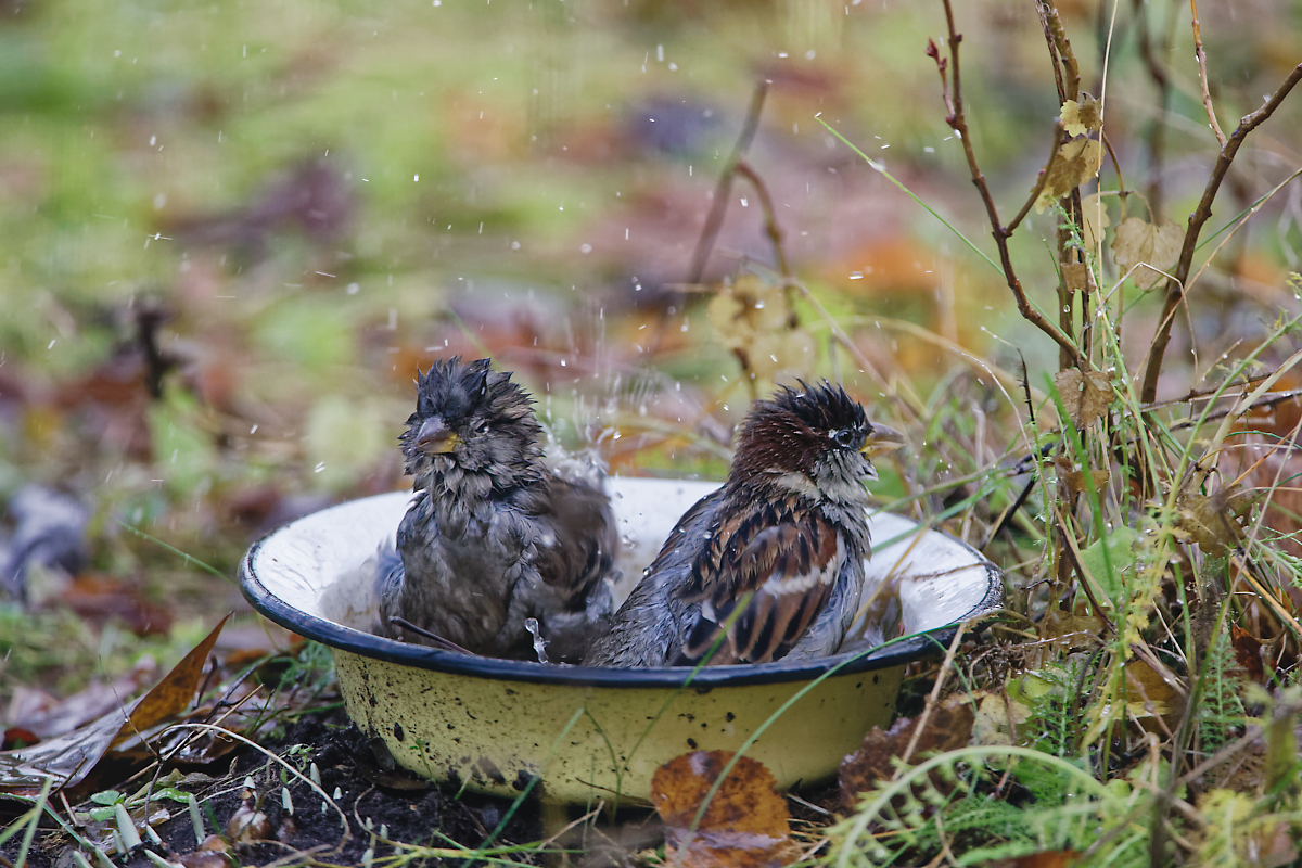 Koduvarblaste vannituba Foto Arne Ader