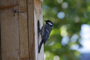 Rasvatihane Foto: Külli Kalamees-Pani