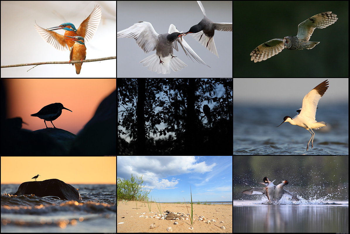 Remo_linnupildistamine_kollaazh