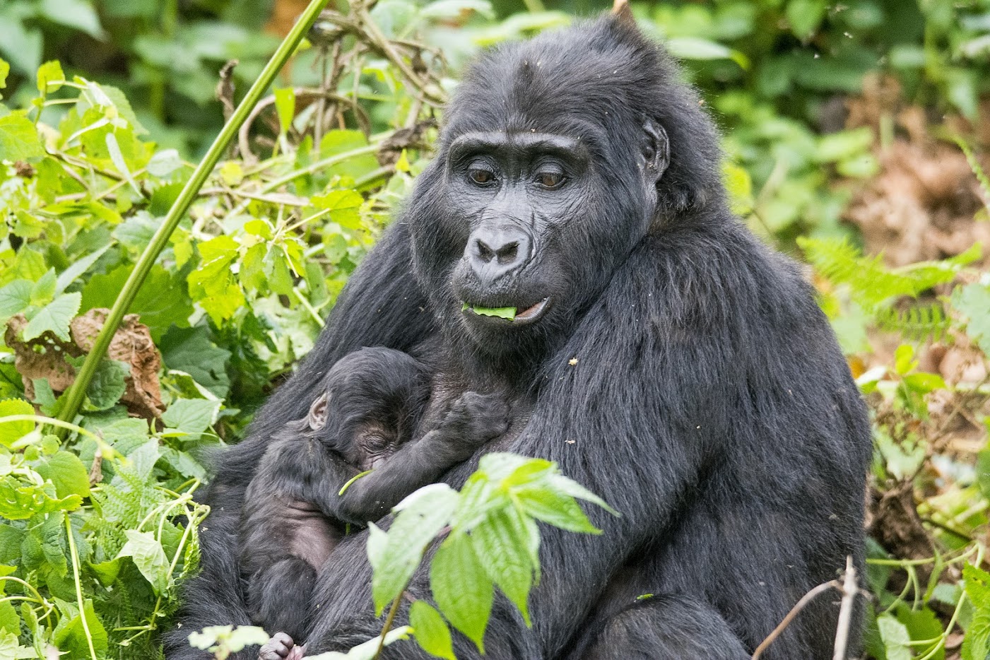 Gorillaema_Foto_Rein Kuresoo