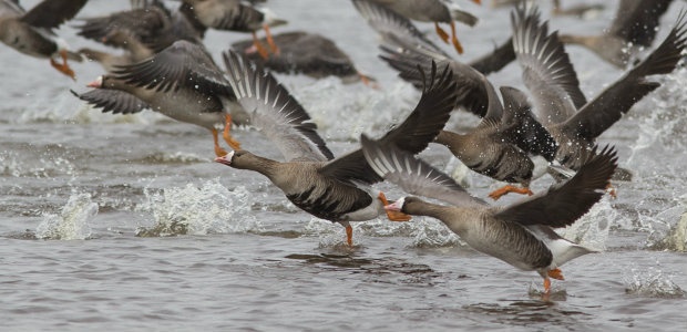 Veljo Runnel 620 x 300_0