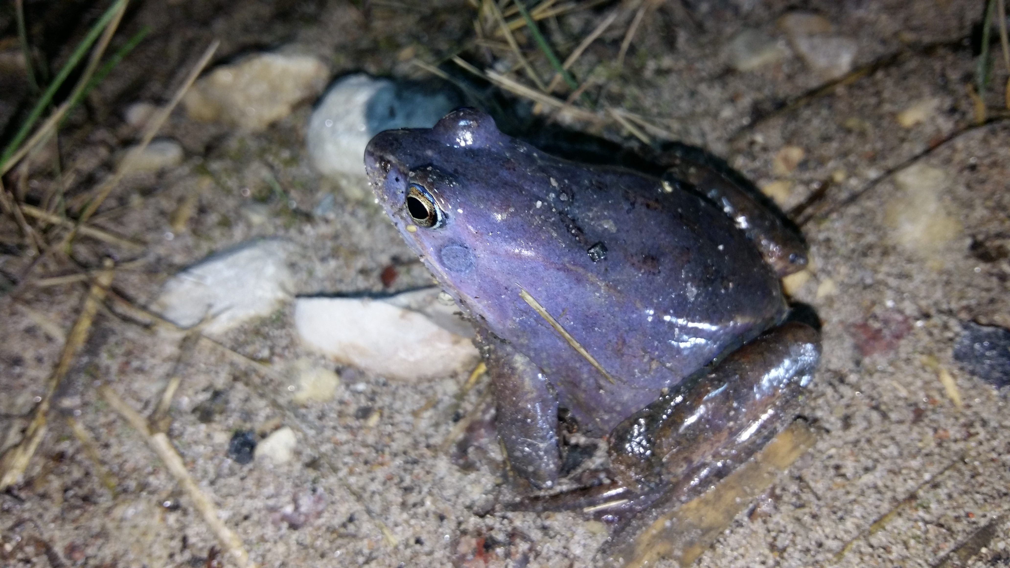 Rabakonn_Ihastest_Kristiina_Kybarsepp (1)