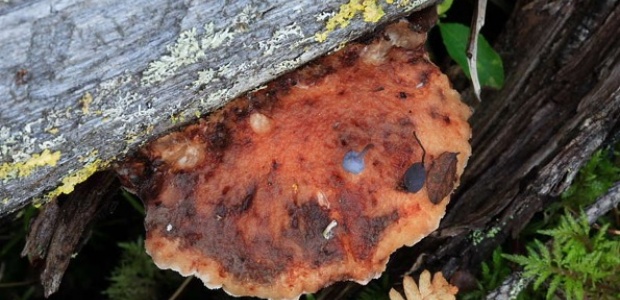 Poropoorik Foto: Indrek Sell